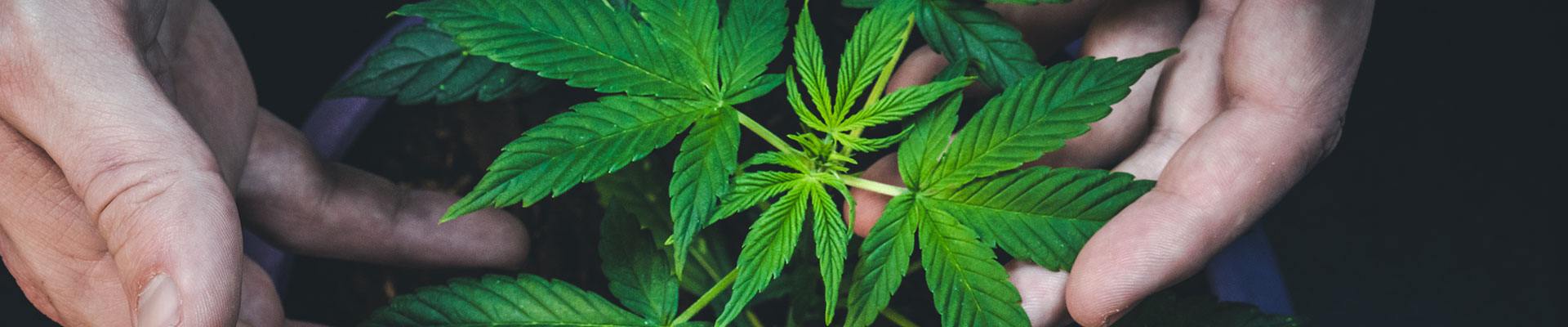 Man holding cannabis for training purposes