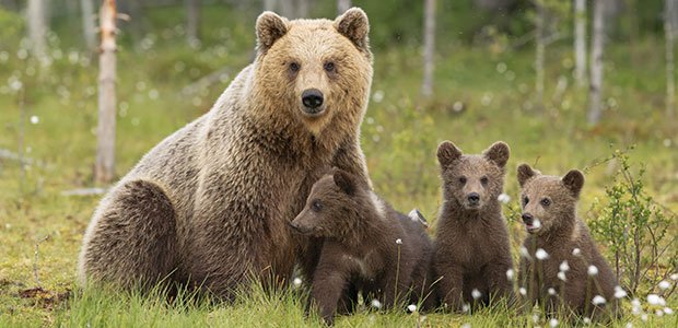 Family of bears in a field used for awareness training